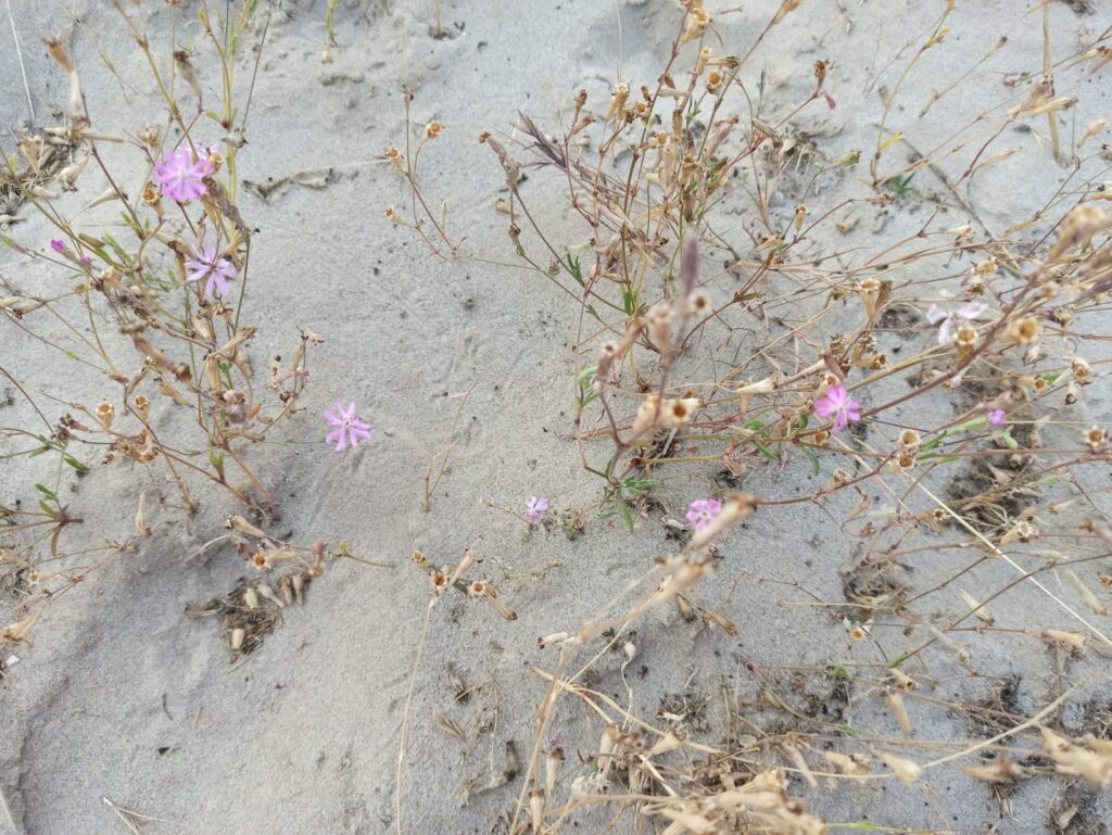 L’esperimento ci mostra il tratto iniziale della spiaggia tra lo chalet Windsurf e il Tucano’s Beach ricoperto da una pianta erbacea appartenente alla famiglia delle Caryophyllaceae, che nasce spontanea sulle spiagge del Mediterraneo: la Silene Canescens Ten., detta silene biancastra