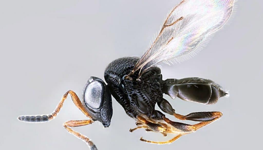 La vespa samurai (Trissolcus Japonicus)